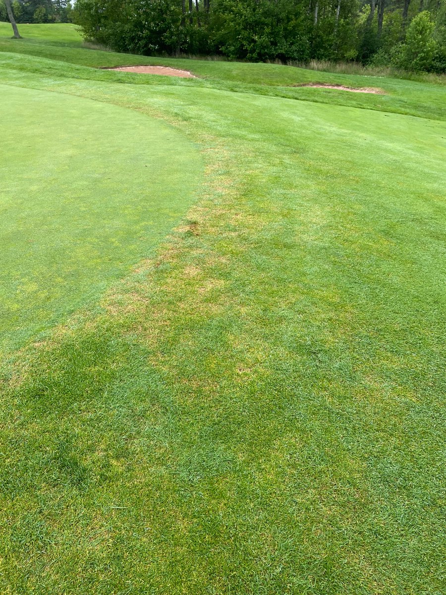 haughnturf's tweet image. The weather has all kinds of golf course superintendents switching to detective mode. ABW, poa 🤮, Dollar Spot, Take All Patch…it’s a plethora of #turfnerd related issues!