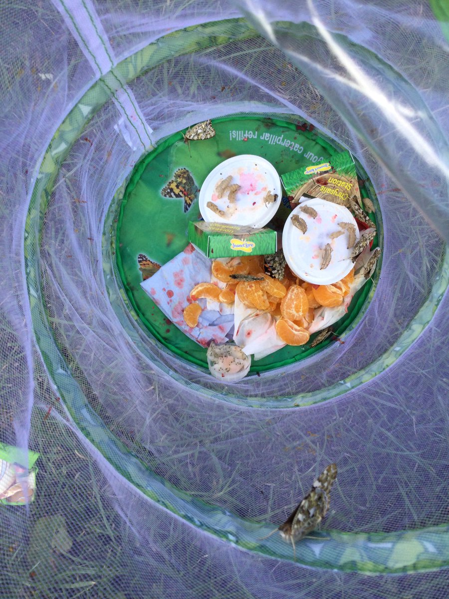 stjosephskly's tweet photo. Our beautiful butterflies have now left the net to fly away. They were amazing to watch through their 4 stage life cycle. #SJKscience #bestdaysoftheirlives #YearOnefun #handsonlearning https://t.co/8PdXhP7P8K