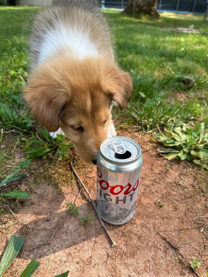 OldRowPups's tweet photo. I remember my first beer https://t.co/ureMXE8koq