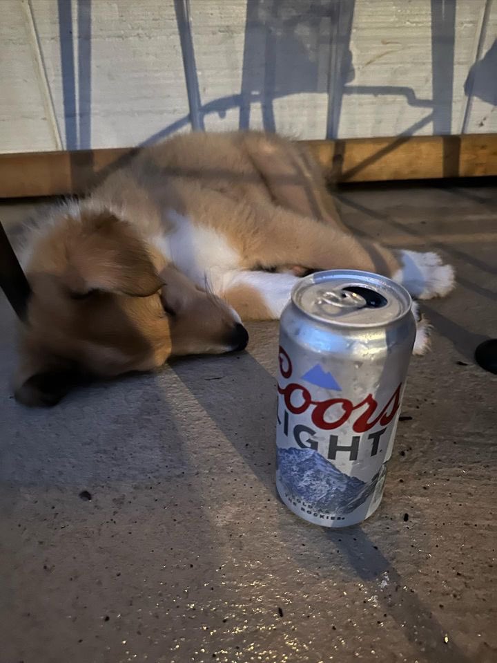 OldRowPups's tweet photo. I remember my first beer https://t.co/ureMXE8koq