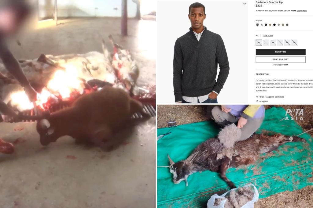nypost's tweet photo. Louis Vuitton, Gucci, Prada buy cashmere from farms that abuse goats: PETA https://t.co/fHOH0ZhQlx https://t.co/5Ttge4Xgsr
