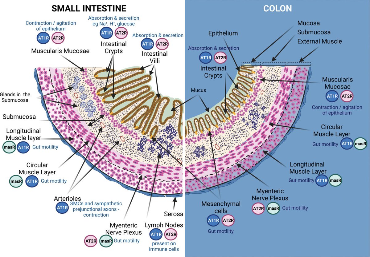 REVIEW: Antihypertensives and Antibiotics: Impact on Intestinal Dysfunction and Hypertension
https://t.co/UT6JhoORHl https://t.co/Pe3cTjUx3M