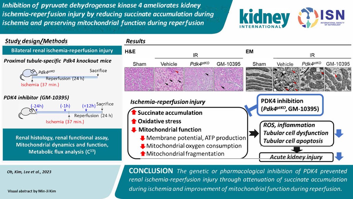 Inhibition of pyruvate dehydrogenase kinase 4 ameliorates #kidney ischemia-reperfusion injury by reducing succinate accumulation during ischemia and preserving mitochondrial function during reperfusion

doi.org/10.1016/j.kint…

#mitochondrialdysfunction #reactiveoxygenspecies