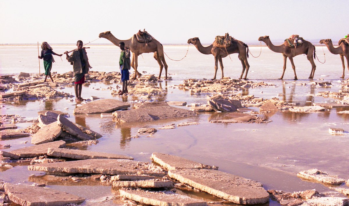 Exoticethiopian's tweet photo. Dalol, located in the heart of the Danakil Depression, is a place where the caravan of the Afar people traverses the harsh desert in search of salt. https://t.co/JnNRI2xZda
Join me in my upcoming Caravan expeditions to the Danakil Depression!
#Saveyourdates #BookYourAdventure https://t.co/8dFs0J5fgn