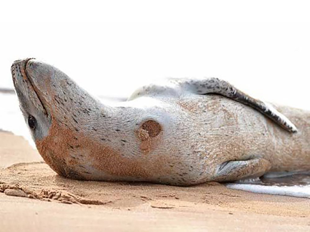 ♡ Cookiecutter Shark 

 ⎯ These little sharks are known for the cookicutter-like bite which can often be found on seals and previously found on submarines.