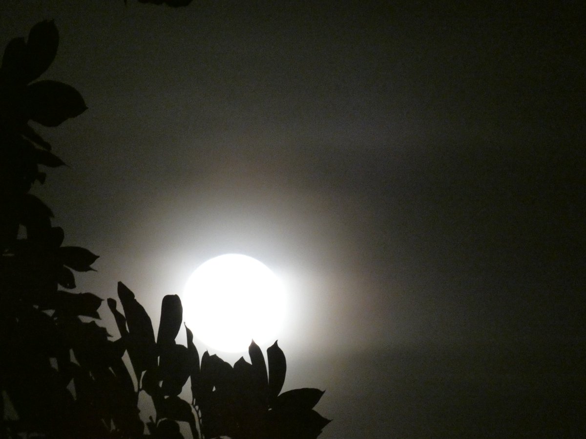 suezeecue's tweet image. Leaves holding the moon... #Kingston #Jamaica #TuesdayScenes @djmillerJA @CaroleBeckford @SonjahStanley @jahmekyagyal @DahliaHarris @simonenclarke