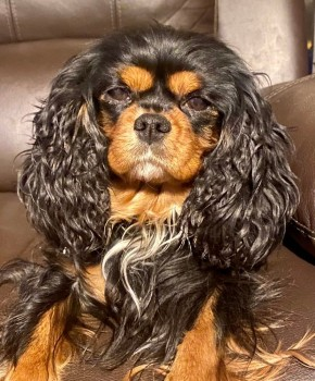millypod1's tweet photo. GUCCI HOME SAFE. THANKS FOR RT's 😊🐕🐾
🆘8 JULY 2023 #Lost GUCCI #ScanMe #Tagged
Has medical condition. NEEDS MEDICATION.
Tri-colour Cavalier King Charles Spaniel Female
Last seen on Marram Close #Beanhill #Miltonkeynes #Buckinghamshire #MK6
https://t.co/fmtkAFthmK https://t.co/t83MS5DuMT