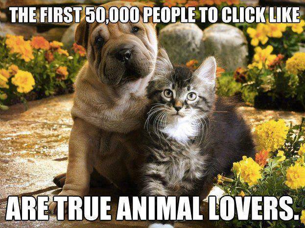 SaveARescue.org (@savearescue) on Twitter photo 