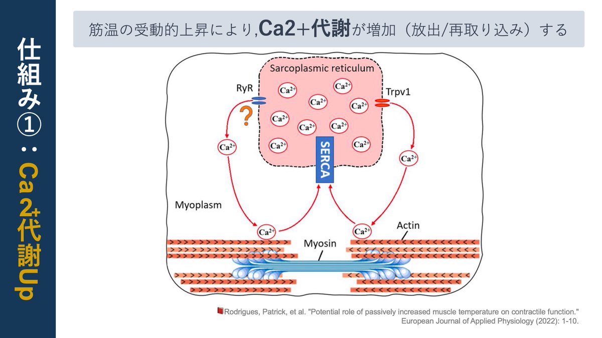 copellist's tweet photo. 📕“筋温の上昇”が骨格筋収縮にもたらす影響
・筋温上昇→筋収縮力の増強,収縮速度なども変化
・その仕組とは？
🔹メカニズム①：カルシウム代謝（放出/再取得）の増加
🔹メカニズム②：筋線維の変形
身体(筋)が温まることで生じるミクロな現象
筋線維変形→内圧変化→バネ様の効果は興味深いです😲 https://t.co/W7KavVn4tG