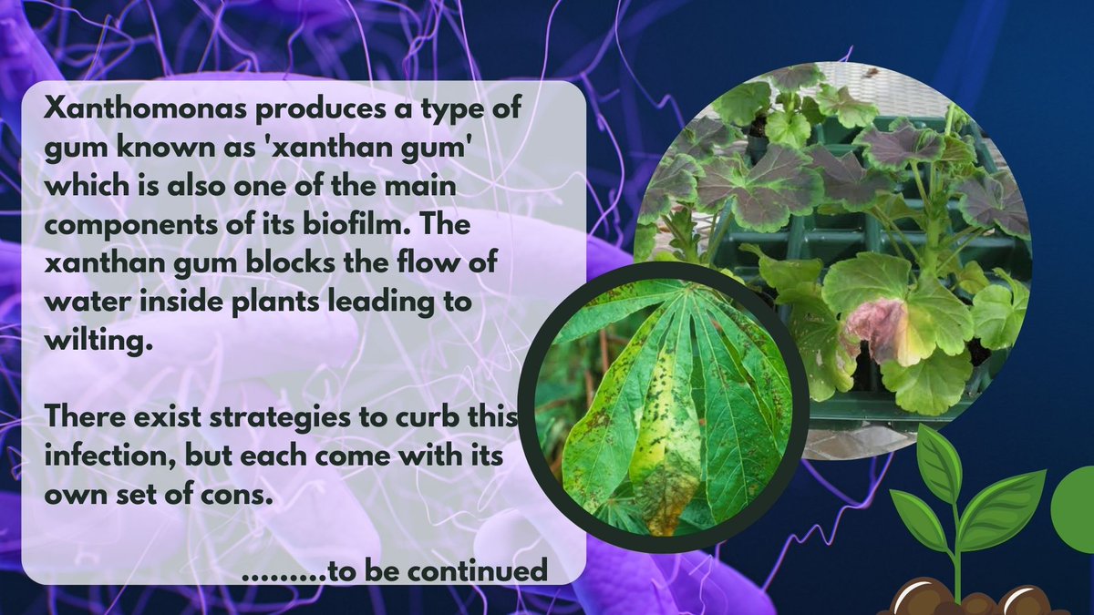 Our first post of the series "The Xan' Saga" is here!!!

Stay tuned for more…

#igem #igem2023 #science #agriculture #bacteria #pathogens  #phytopathogen #Xanthomonas
