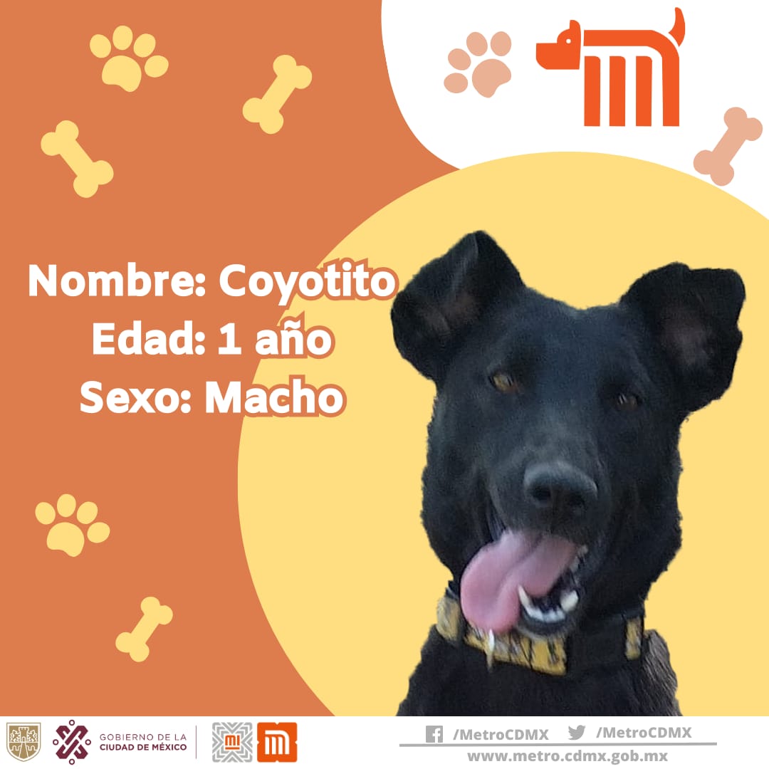 Coyotito está en busca de una familia, si deseas darle la oportunidad de ser adoptado comunícate vía e-mail a: ctc@metro.cdmx.gob.mx  
Consulta requisitos de adopción en 👉🏼 bit.ly/2Dv5VXG 🐾  #AUnMetroDeSuHogar #AdoptaNoCompres 🐶🏡"