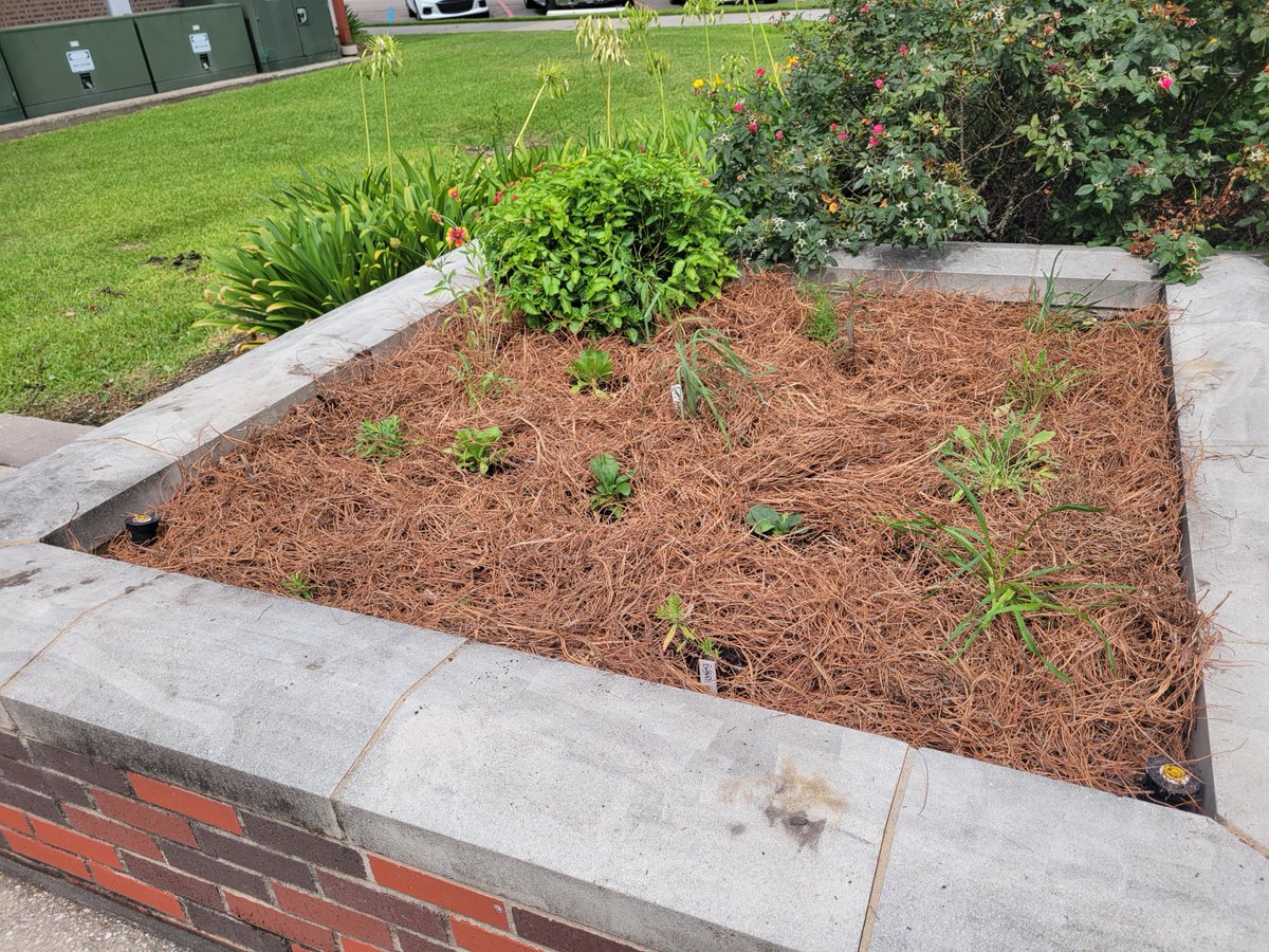 Be on the lookout for a NEW pollinator garden filled with native plants on @NichollsState Campus, within the three raised garden beds in front of the Nicholls Science and Technology Building! We're excited to watch them grow and attract pollinators within #OurEstuary! 🐝🌼🦋