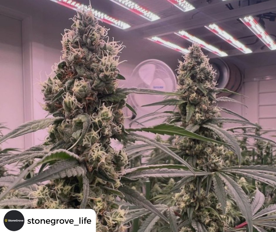 Great pic!!!🔥🔥🔥

Featuring our Matrx REDD!😉

#AeliusLED #AeliusFam #StoneGroveLife #630F #Cannabis #IndoorFarming #LEDGrowLights