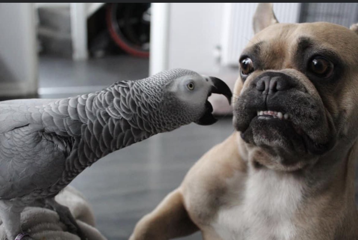 sidTHEparrot's tweet photo. A little #tuesdaythrowback poor cocos face 😂😳🤪💖🤣 #funnyface #fearface #frenchie #africangrey https://t.co/8bLXBRHhaj