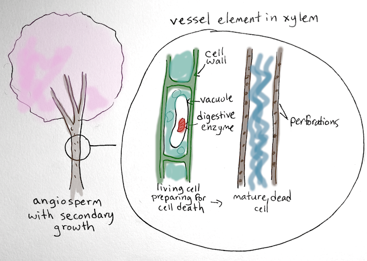 making botany homework as cute as is permissible