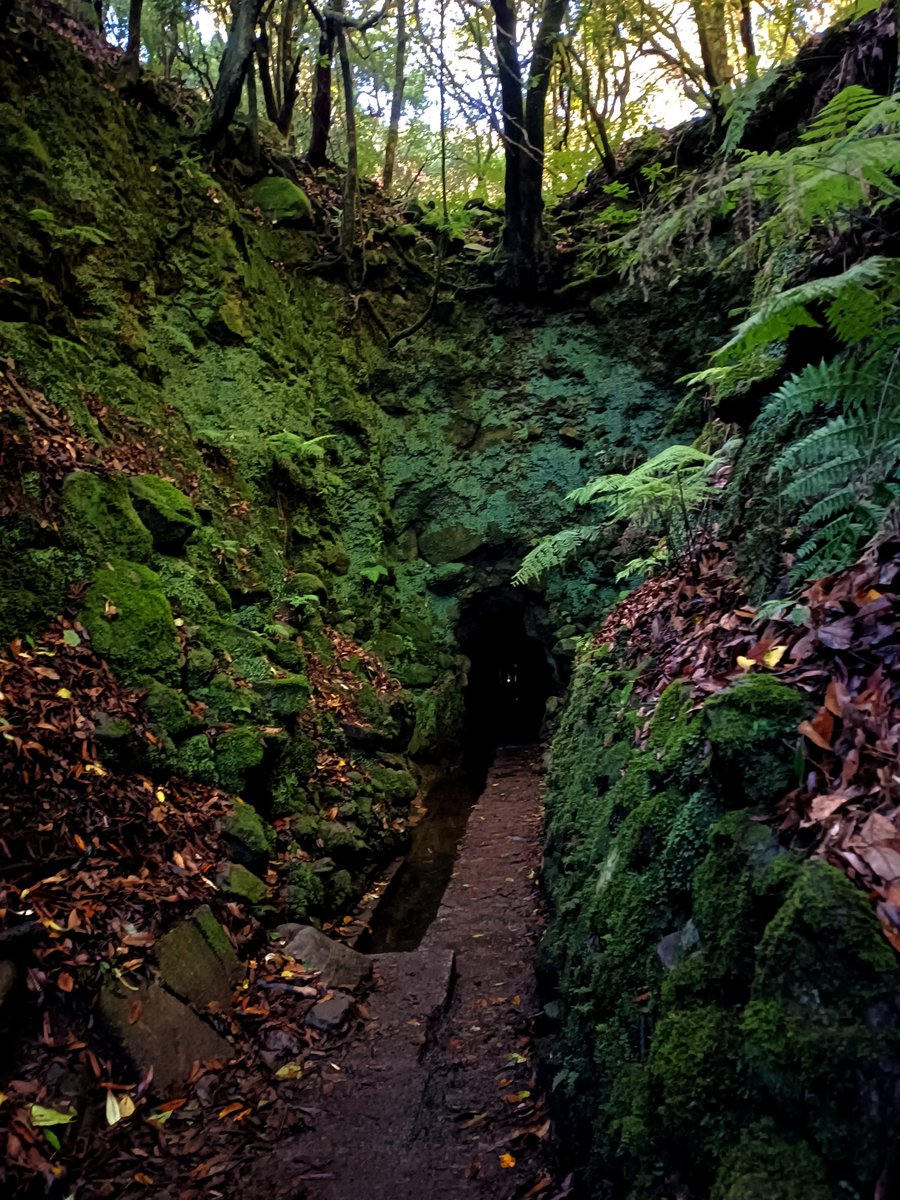 Inees_97's tweet photo. Cómo reaccionarías si al cruzar este túnel en mitad del bosque descubres que una de las dos chicas que viaja contigo ha desaparecido????

Abro hilo de uno de mis peores momentos en Madeira⬇️ https://t.co/TKoZbp50vr