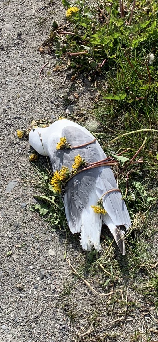 Dead herring gulls and Kittiwakes found several places in Vardø, NE Norway, today. #avianflu confirmed. This is hard for both species which after a decade with breeding failure and pop decline finally has a good chick production year #seabirds