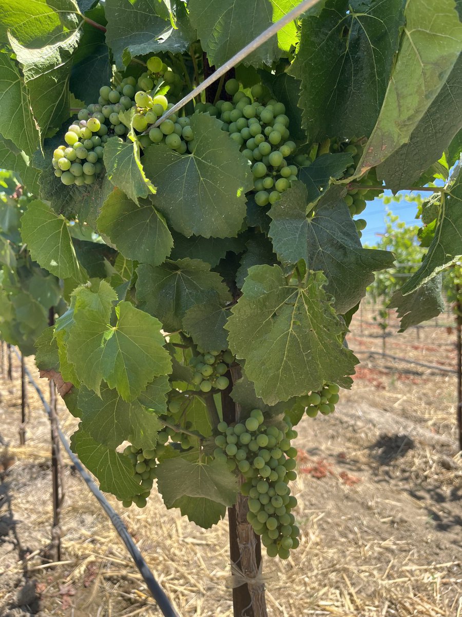 bozcarl's tweet image. 2nd leaf (yr) Chardonnay treated with @nachurs #tripleoption with #biok!!   Vineyard managed to produce fruit when/where possible.  Often this doesn’t occur until the 3rd leaf, esp. when there was wine grapes in the field prior (like this one).  1-2 app’s to follow this summer!!!