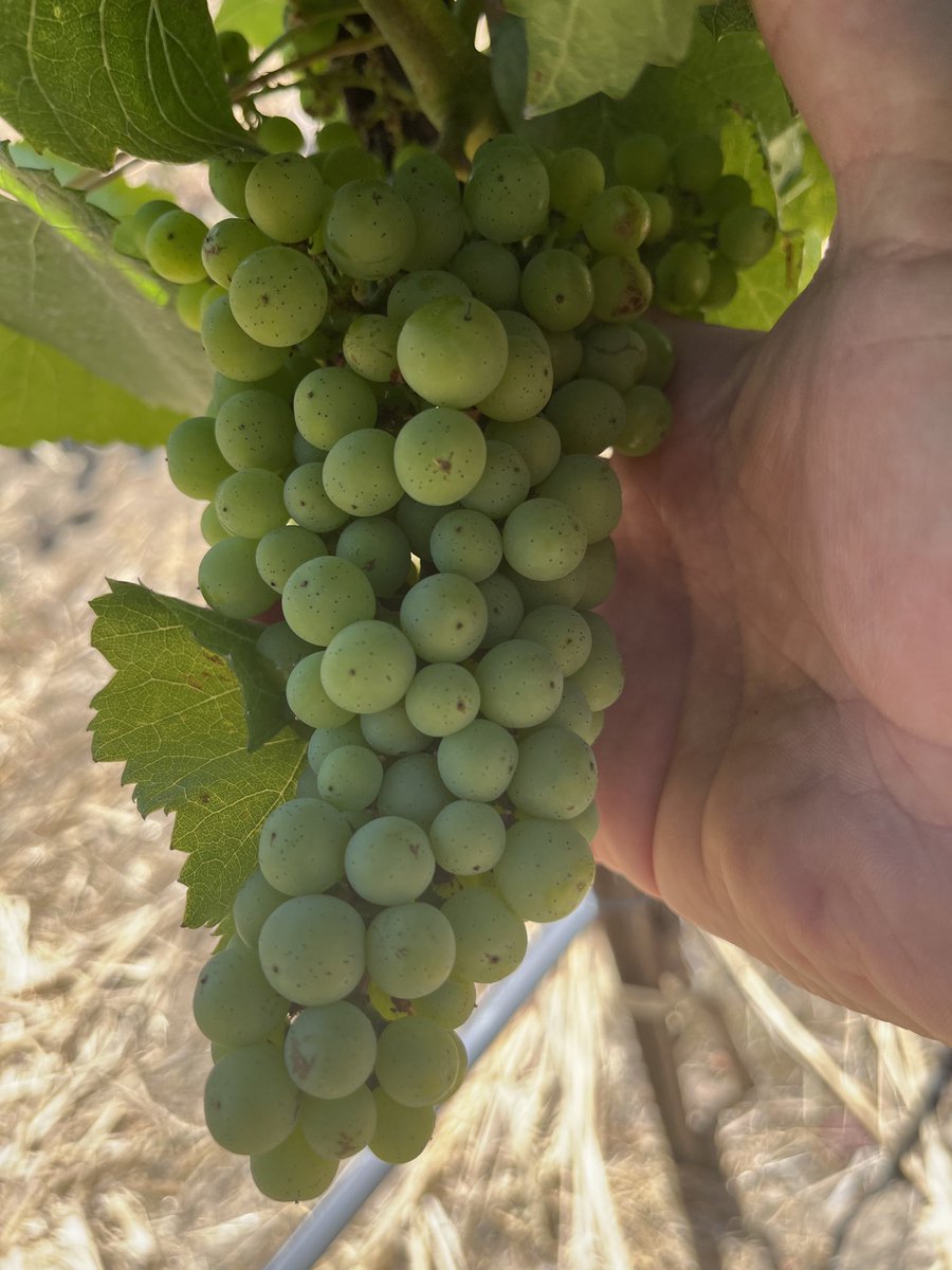 bozcarl's tweet image. 2nd leaf (yr) Chardonnay treated with @nachurs #tripleoption with #biok!!   Vineyard managed to produce fruit when/where possible.  Often this doesn’t occur until the 3rd leaf, esp. when there was wine grapes in the field prior (like this one).  1-2 app’s to follow this summer!!!