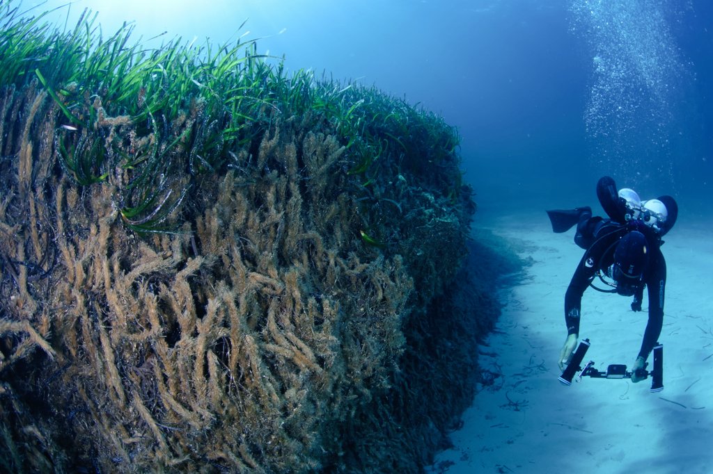 Dimitris Poursanidis tweet media