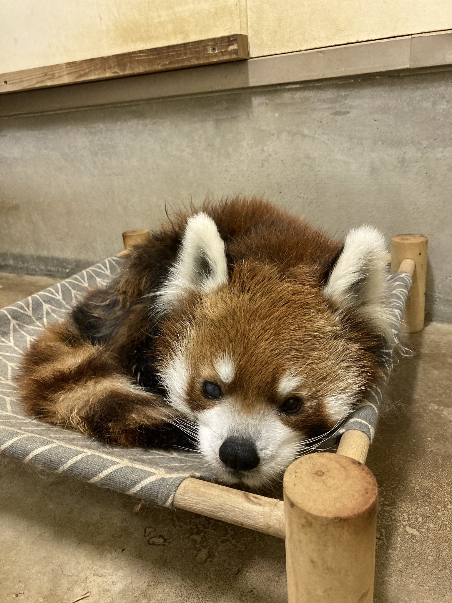 レッサーパンダ様 39251c0e-dsc_1143_thumbnail.jpg