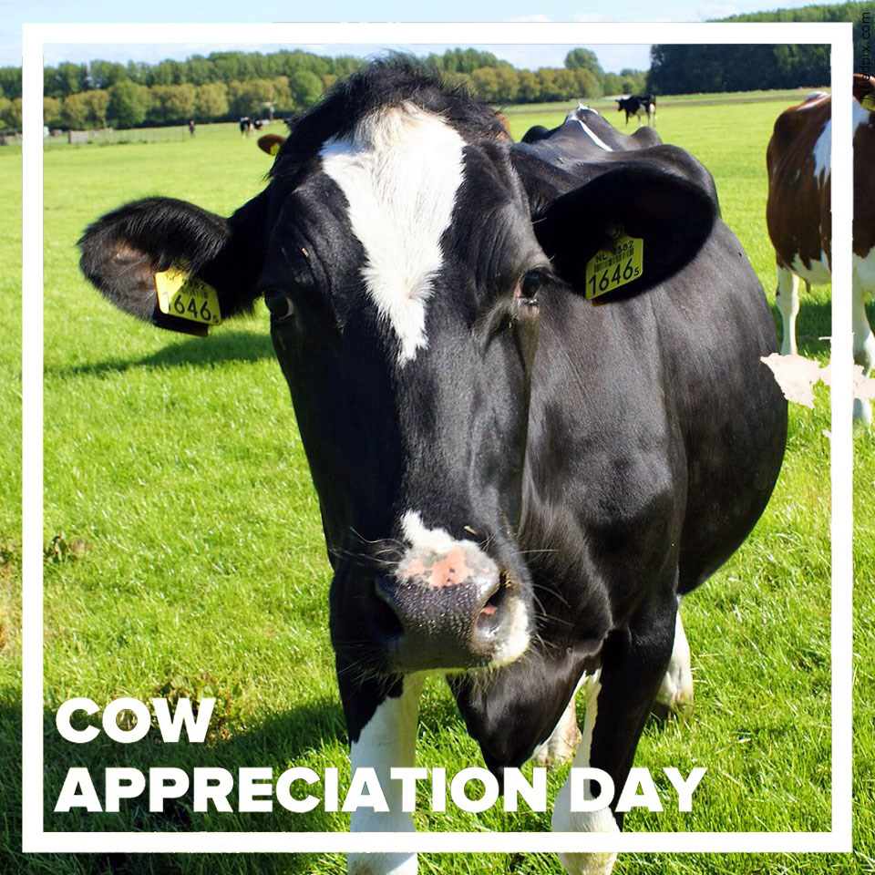 localnews8's tweet photo. Mooo! Today is Cow Appreciation Day! 🐮 https://t.co/UiaelviweZ