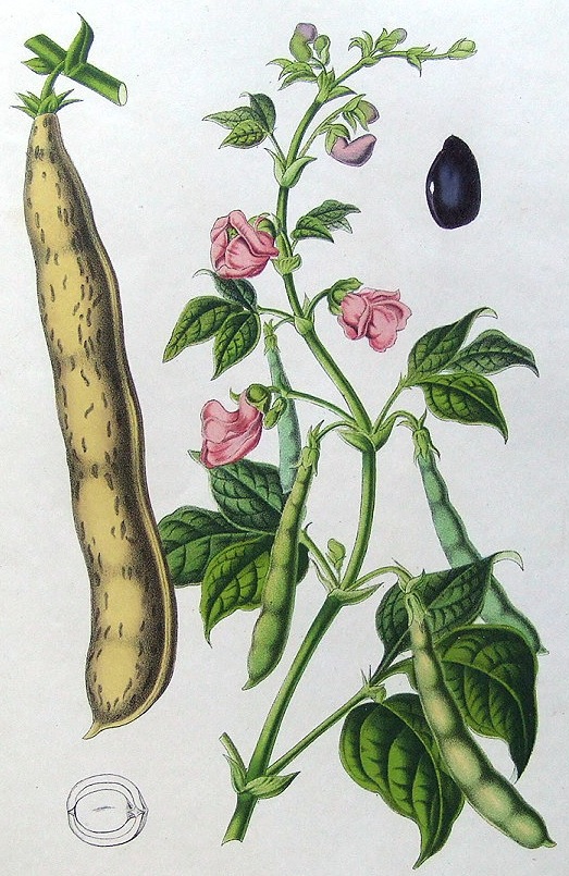 sansculotides's tweet photo. Today is tridi 23 Messidor in the year of the Republic CCXXXI, celebrating the bean. https://t.co/rLgNWUF3sB