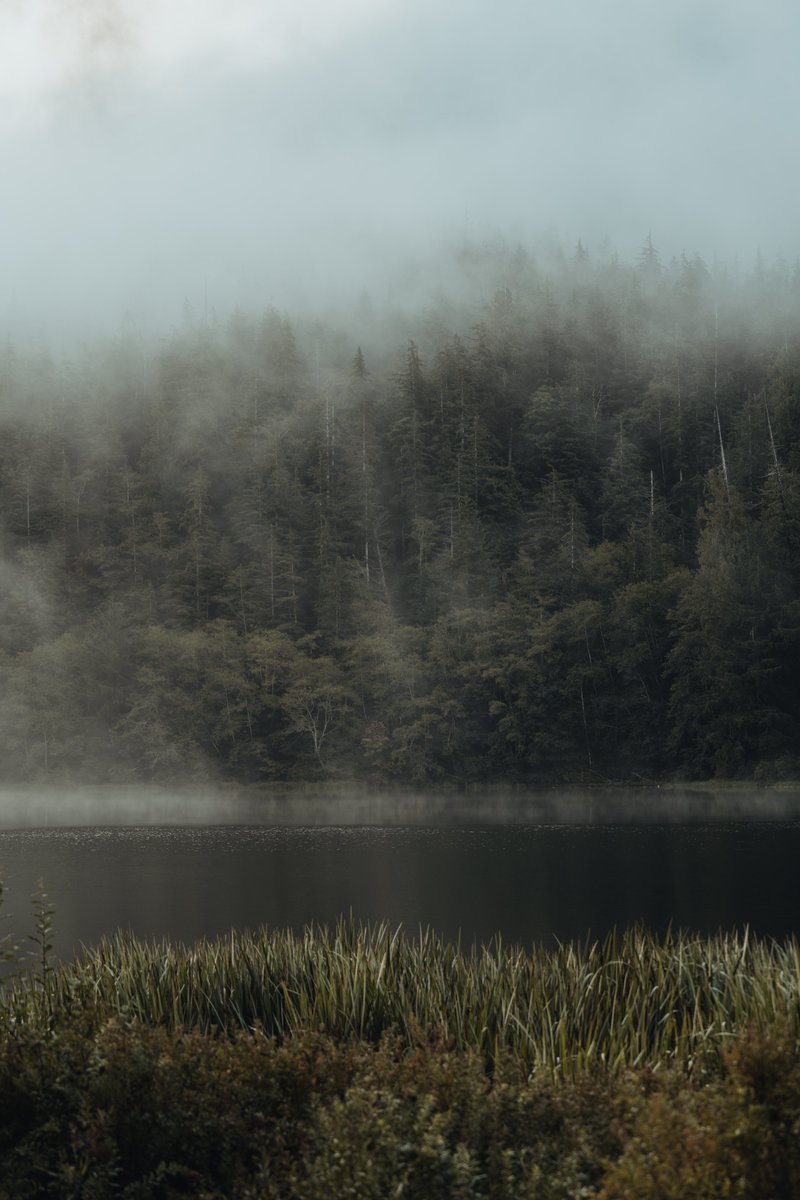 thejosephchoi's tweet photo. The Pacific Northwest fog making the morning feel like a cinematic dream. 😌 https://t.co/FJZlrFBYRR