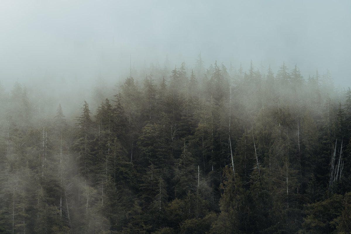 thejosephchoi's tweet photo. The Pacific Northwest fog making the morning feel like a cinematic dream. 😌 https://t.co/FJZlrFBYRR