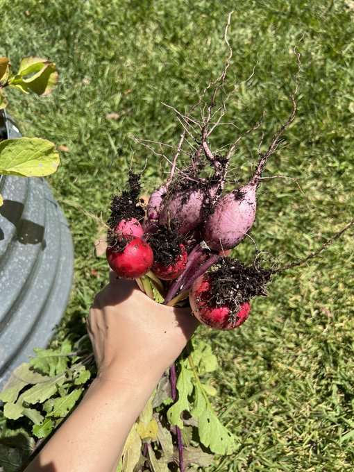 Picking radishes :) https://t.co/Ay2EhPUNTV