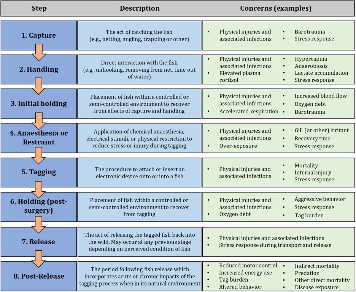 Does your #fishtracking work consider effects throughout the 'tagging process'? Check out our new <a href="/AmFisheriesSoc/">American Fisheries Society</a> article tinyurl.com/5n748raa
@SJC_fishy <a href="/natklinard/">Natalie Klinard</a> <a href="/LeneSortland/">Lene Sortland</a>