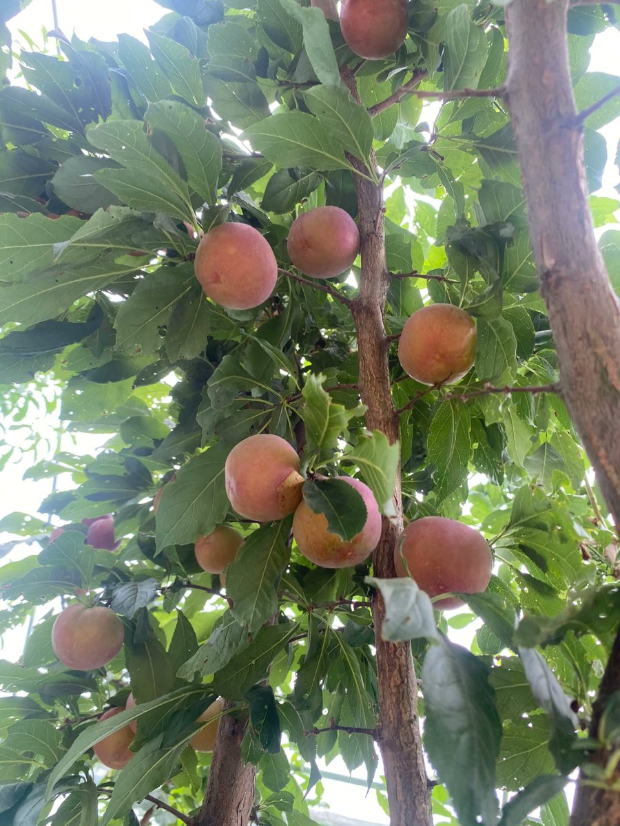 Let it sit for a few days to ripen a little more.
When it's a little riper, just bite into it.
The nectar will flow out of the flesh.
One bite is full of juice
The rich peach flavor bursts in your mouth.
Even the bitterest days become sweet.