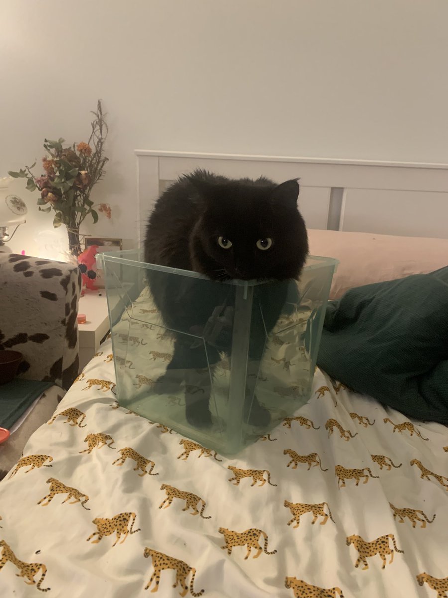 even she looks confused why she’s in there