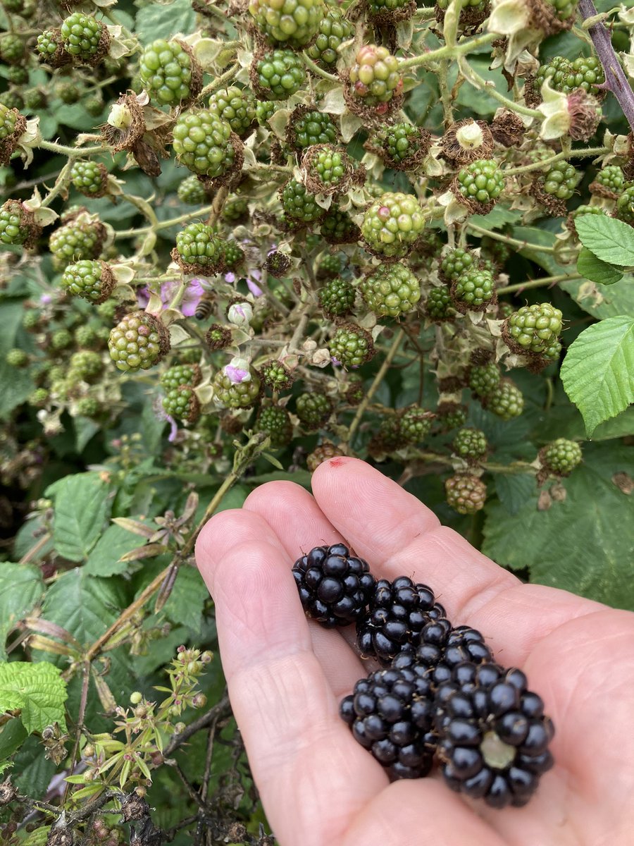 First of the season. It looks like it’ll be a good #blackberry year