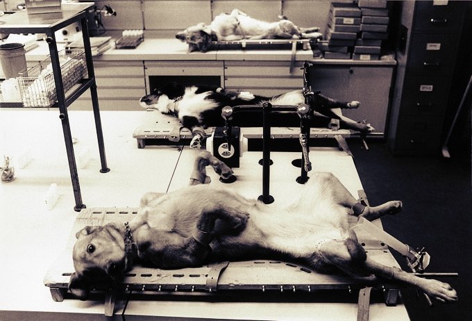 angie_karan's tweet image. RT if you know that dogs don't deserve to be experimented on.