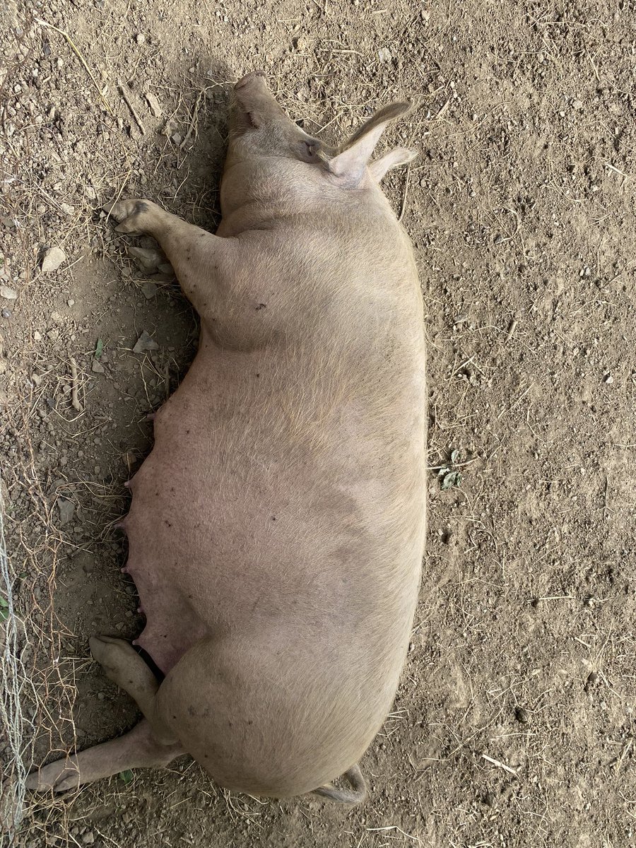 SideBrice's tweet photo. Iโm always surprised by how big pigs are in real life. Anyone else?
#pig #bigpig #pigsoftwitter #musings https://t.co/dE2JenoX3w