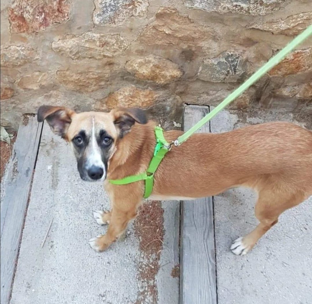 huellassalvadas's tweet photo. Helena busca hogar🐶
Dentro de la forma que tenemos de gestionar las adopciones hay algo que llamamos el periodo de adaptación. Nunca hemos hablado de como hacemos nuestro protocolo a la hora de que un huelleritos vaya a su nuevo hogar pero esta es una de las partes esenciales e https://t.co/pLOWj0jLX1