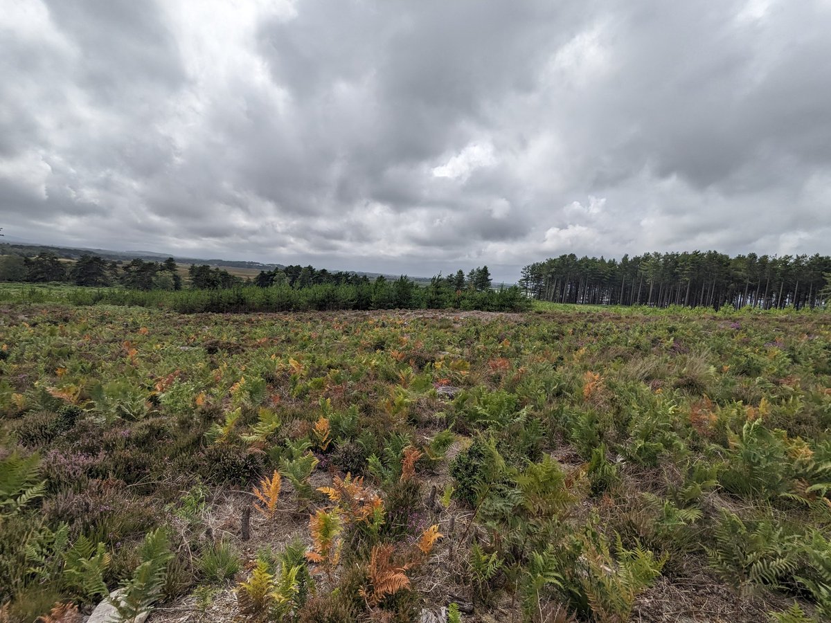 1maharg1's tweet photo. @RSPBArne #hydesheath
Hydesheath looking amazing - saw a Redkite today 😘 https://t.co/3DHml1qpAJ