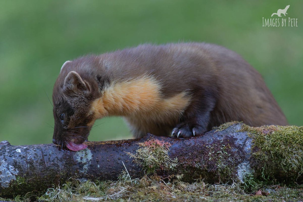 A tasty log 😂  #PineMarten