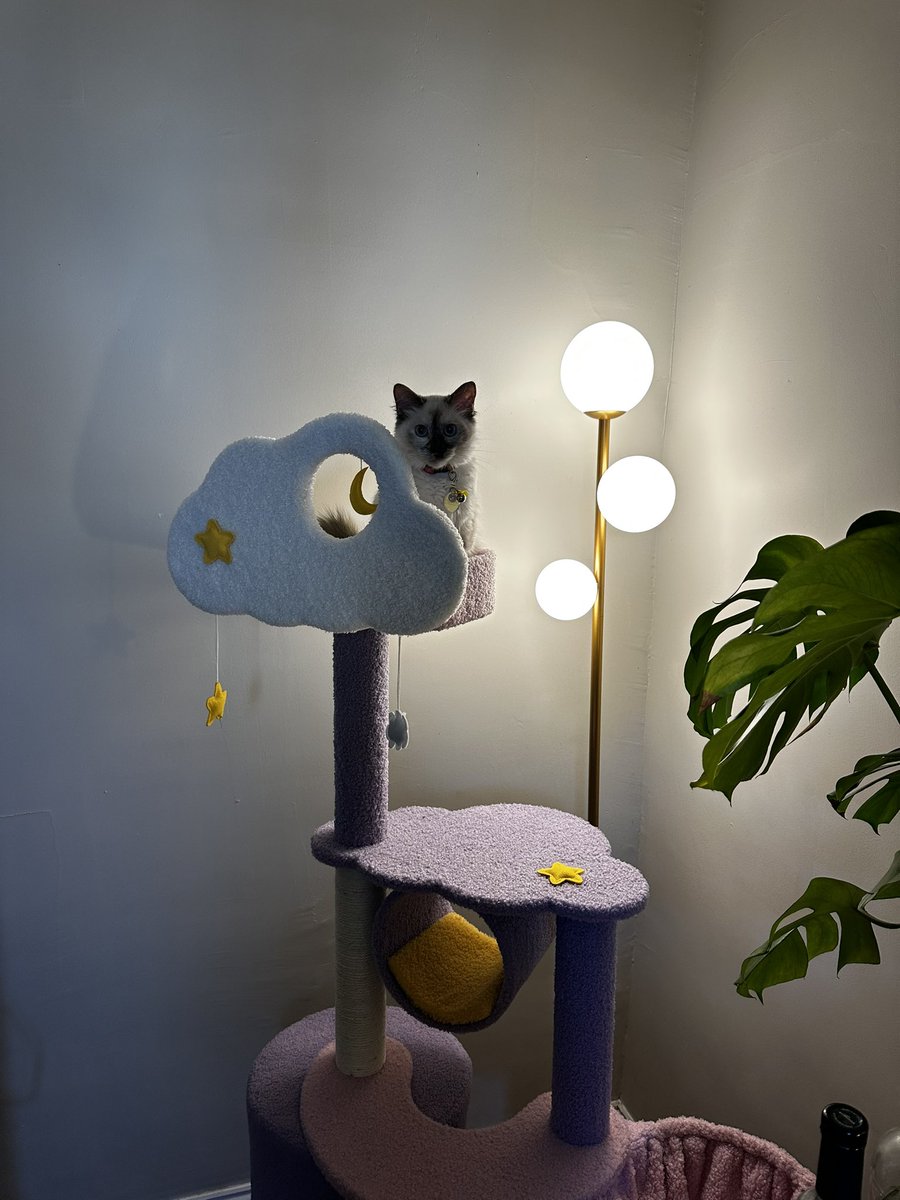 smallquillrat's tweet image. look at Me ‼️ I am on ‘cloud Nine’ ☁️ in my New Tree from @happyandpolly !
they even Gave me (Waffol) a 10% off Code for mine friends to: WAFFLES10 🤩👍 you Can use it all Month lomg ‼️