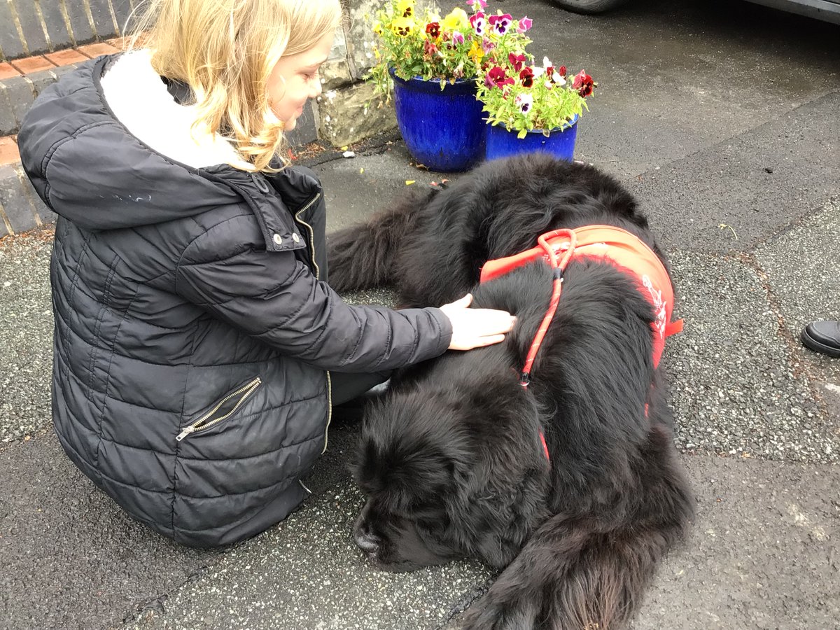A lovely afternoon meeting Sarah and her therapy dog, Kubeba. We’ve never known a dog to have so many cuddles. <a href="/CariadPet/">Cŵn Cymorth Cariad / Cariad Pet Therapy</a> <a href="/ysgoliachsirgar/">Ysgol Iach Sir Gâr</a>
