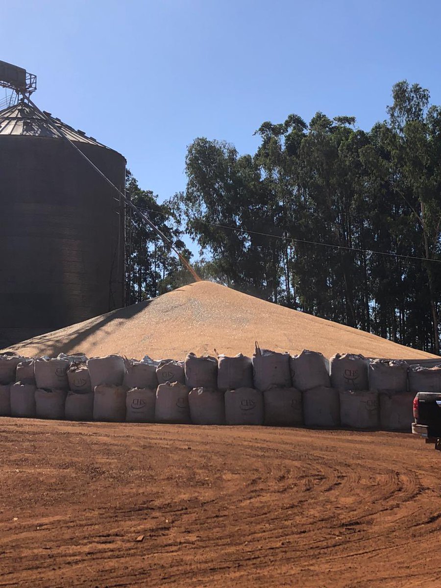 TarsoVeloso's tweet photo. I know it is not a surprise that Brazilian farmers don’t have enough storage, but this year’s record corn crop following a record soy crop is creating a new visual for Mato Grosso: mountains of corn https://t.co/IB6xLblwq0