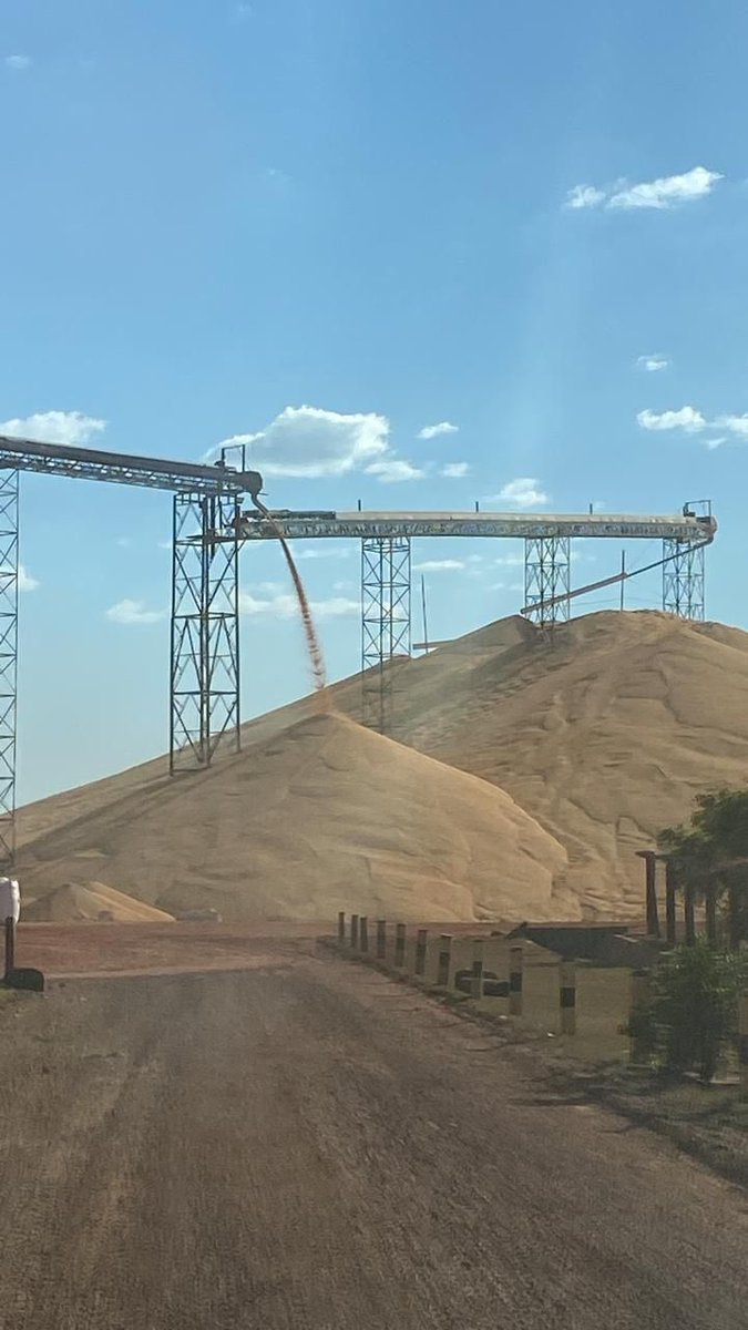 TarsoVeloso's tweet photo. I know it is not a surprise that Brazilian farmers don’t have enough storage, but this year’s record corn crop following a record soy crop is creating a new visual for Mato Grosso: mountains of corn https://t.co/IB6xLblwq0