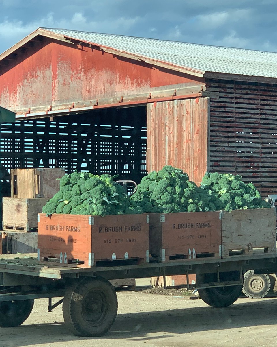 SunripeFresh's tweet image. Our famous broccoli is back! 🌱🥦 Head over to your nearest Sunripe to grab the local broccoli that was picked this morning. As someone who grew up next to this farm, I can vouch for its freshness! #FarmToTable #FreshVeggies #Broccoli #Sunripe