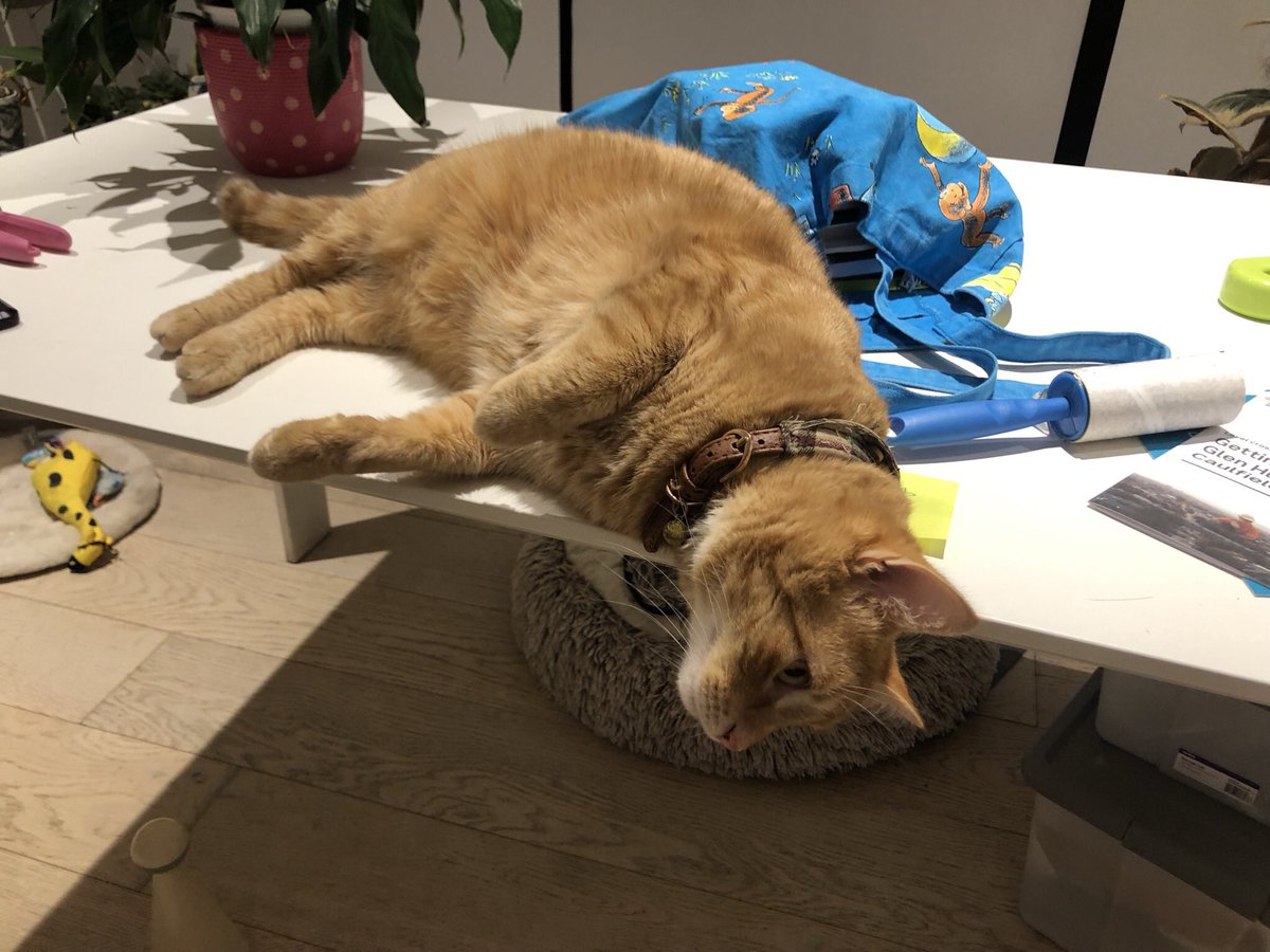 Cat. The limits of space time do not apply ™️