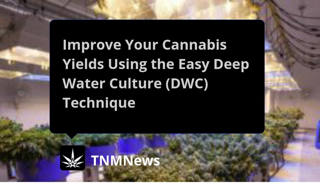 Other growers have been wondering whether the speed of plants growing in Deep Water Culture could negatively affect the plant.

Read more 👉 lttr.ai/AD0BK

#DeepWaterCulture #UniqueHydroponicTechnique #NutrientRichWaterPool #AeratedNutrientRichSolution #UniquePots