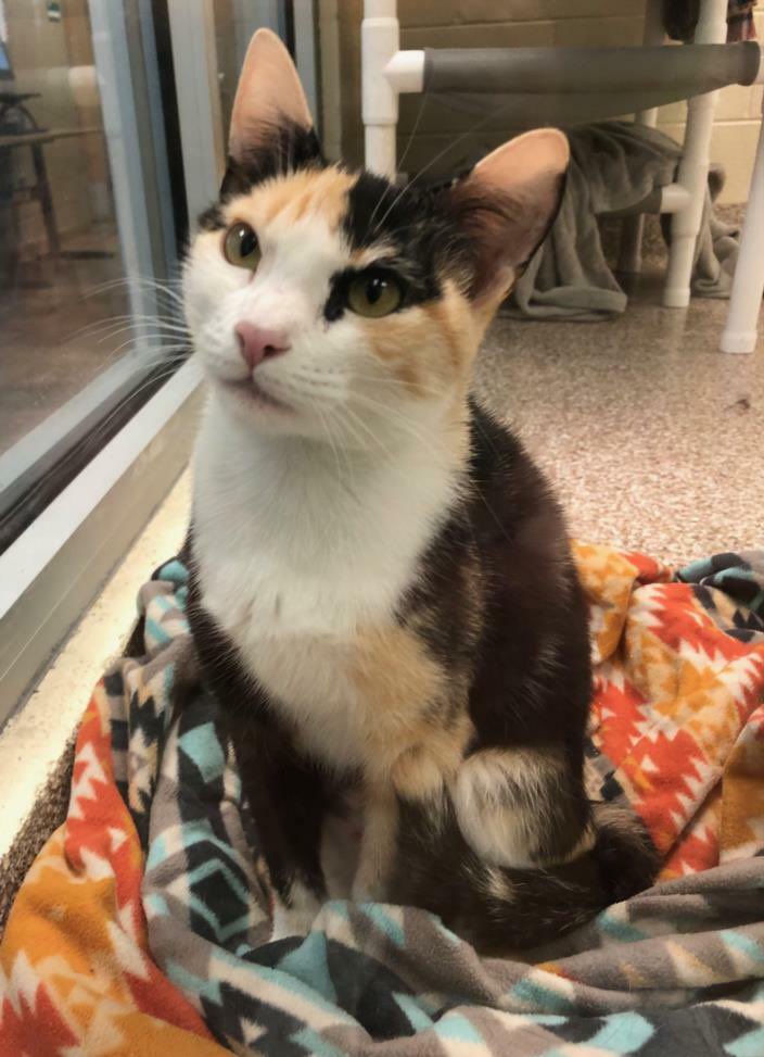 Rev89's tweet photo. This sweetheart is Luna and she is ready to find her new home! Luna is a one-year-old calico Domestic Shorthair cat that came into HSPPR as an owner surrender. Lucky Luna is a luxurious lady looking for love. She would appreciate a home without any other cats. https://t.co/1xLpkFkCoV