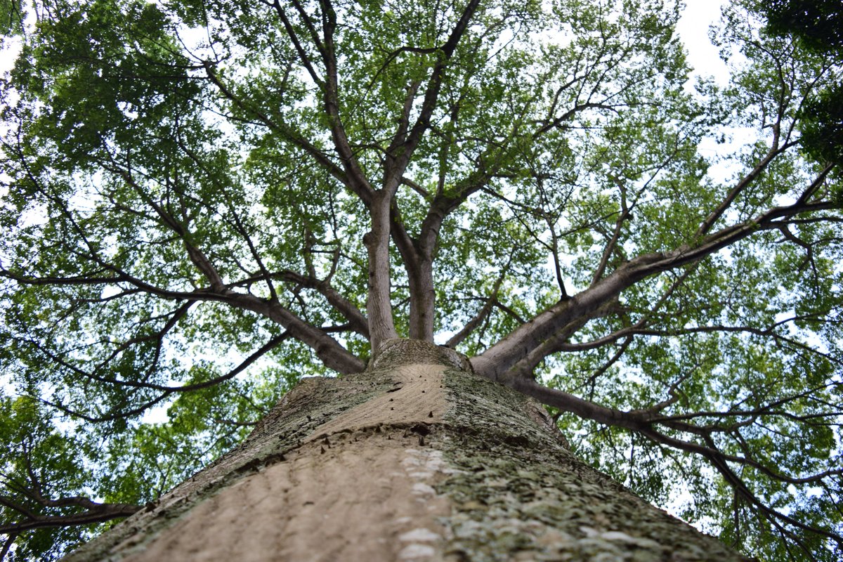 jardinUSAC's tweet photo. Nuestra Ceiba pentandra es tan centenaria como nuesto jardín  🌳🌳🌳 https://t.co/3mqwRaSz8H