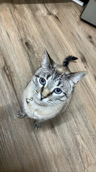 I love that she matches the floor😭🥹 My lil goofy girl❤️❤️ https://t.co/3EqucA6Gvu<a href="/tag/usedpanties"class="tags"><span>#usedpanties</span></a><a href="/tag/usedsocks"class="tags"><span>#usedsocks</span></a><a href="/tag/snifffr"class="tags"><span>#snifffr</span></a>
