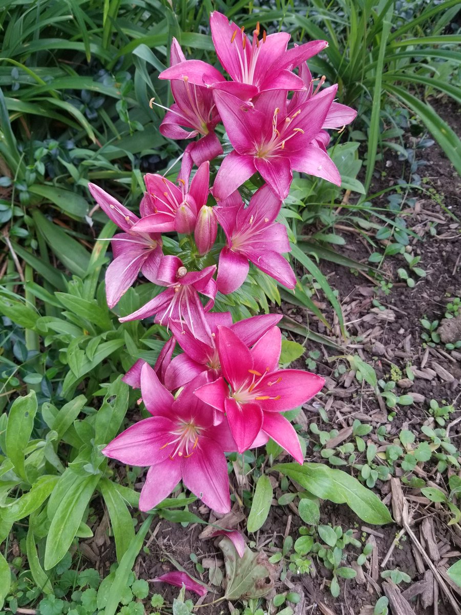 MarkC_289's tweet photo. We're definitely in the orange &amp; pink stage of our floral season.
#FlowersofTwitter #gardening #gardeners #gardens 
/21 https://t.co/PUeCnywYJb